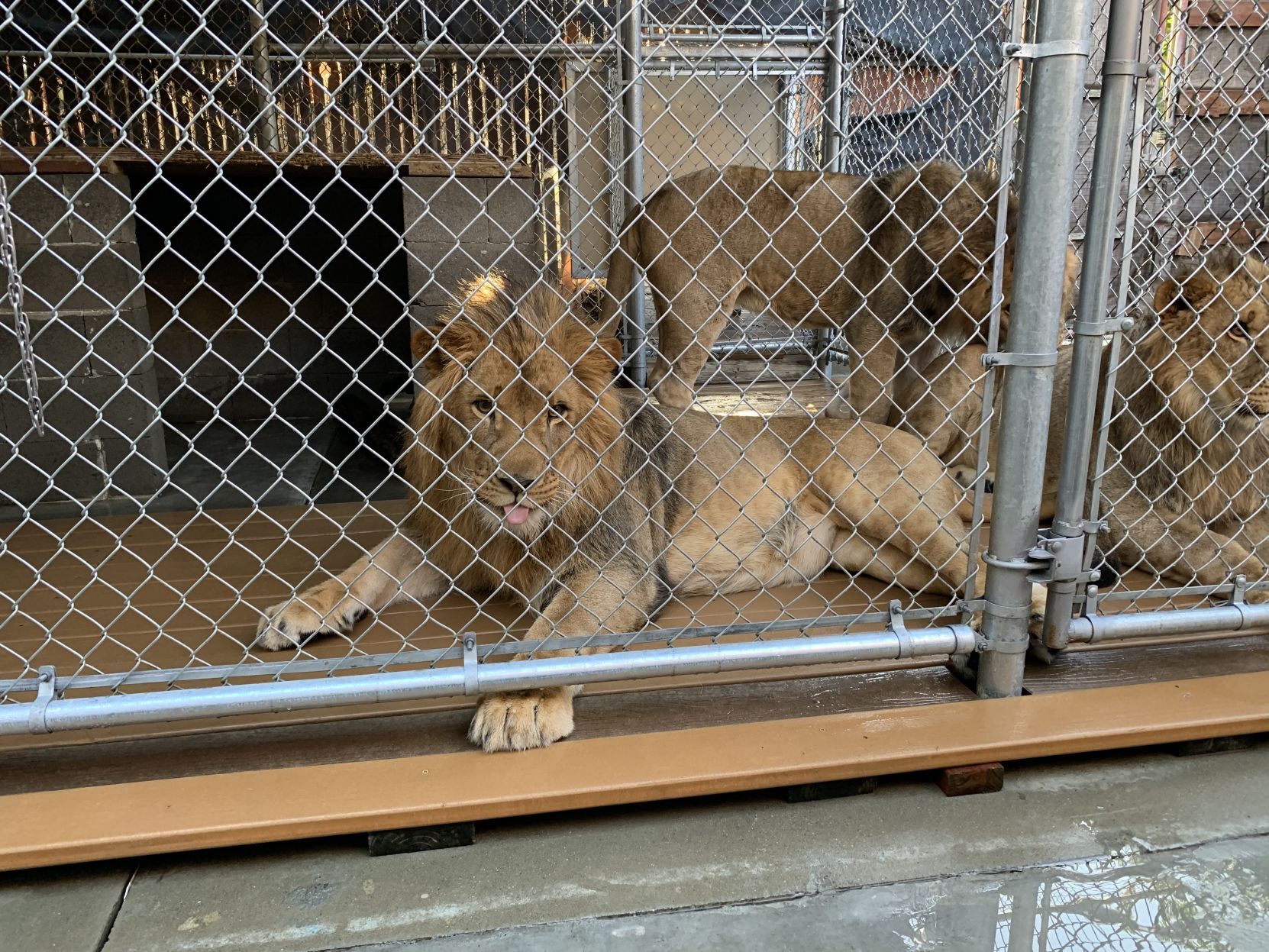 Lions at Six Flags